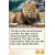 Animal World Big Cats (DS)